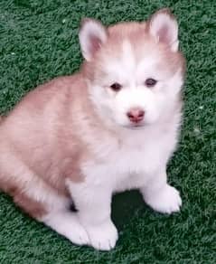 Siberianhusky puppie 03079468316