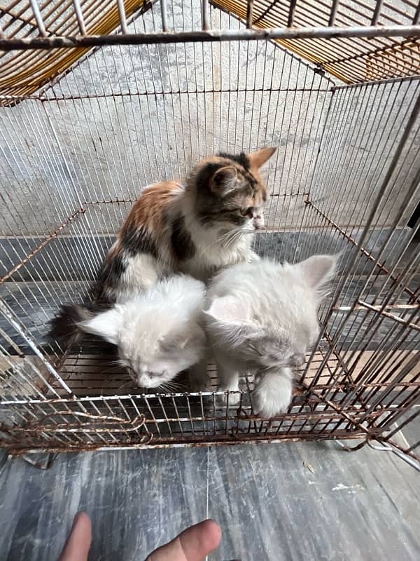 Russian cat pair 6