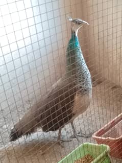 Peahen blue shoulder