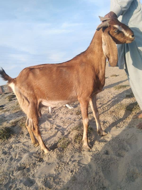 Goats for sale 7