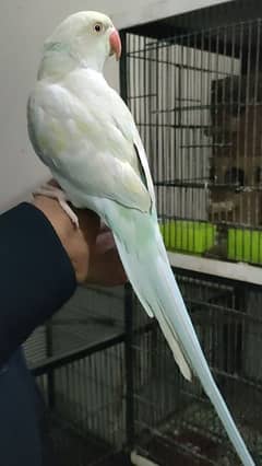 Blue parrot female 03217242445