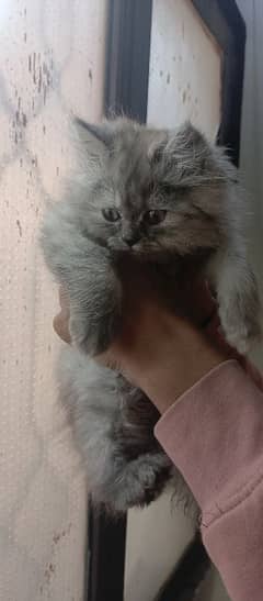 female kitten for sale