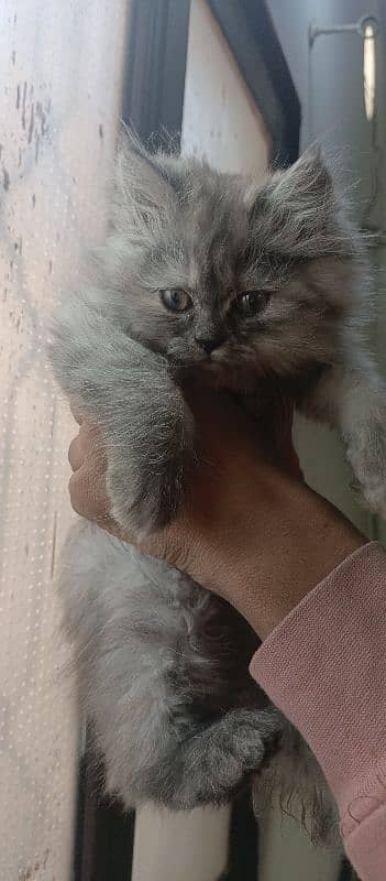 female kitten for sale 1