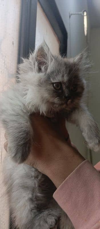 female kitten for sale 2