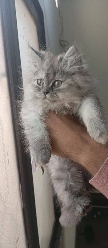 female kitten for sale 4