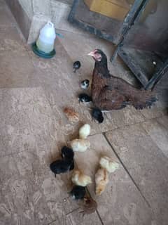 Mianwali Aseel madi with 14 chicks