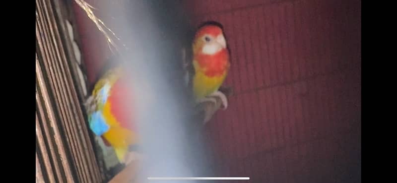 Rosella for sale 0