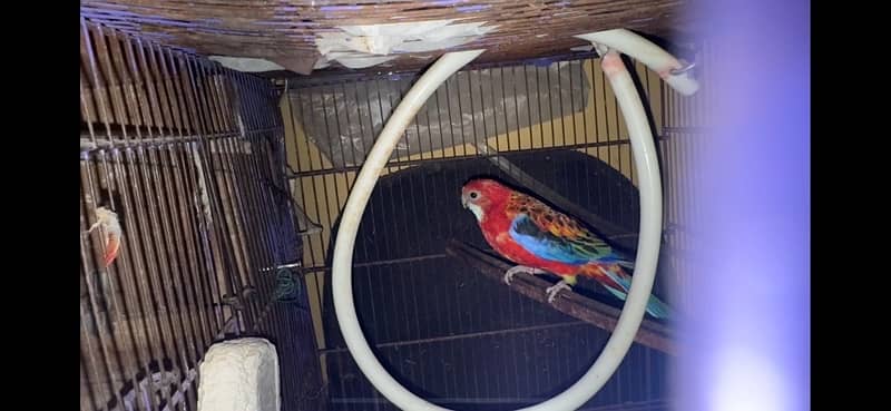 Rosella for sale 2