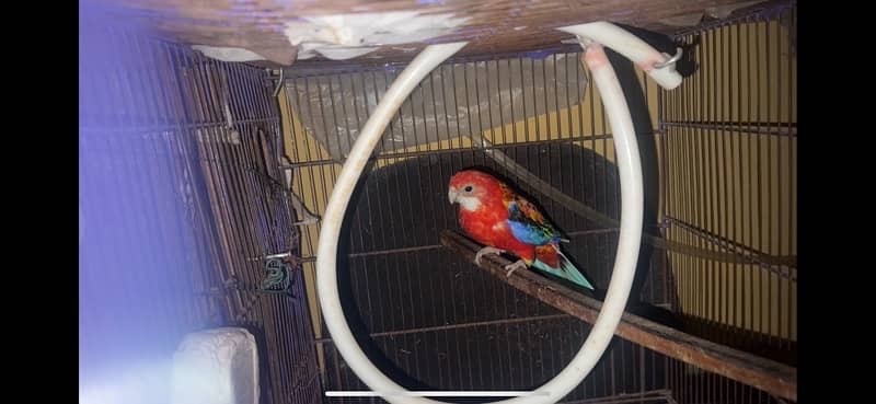 Rosella for sale 3