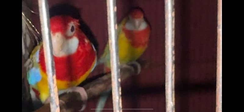 Rosella for sale 4