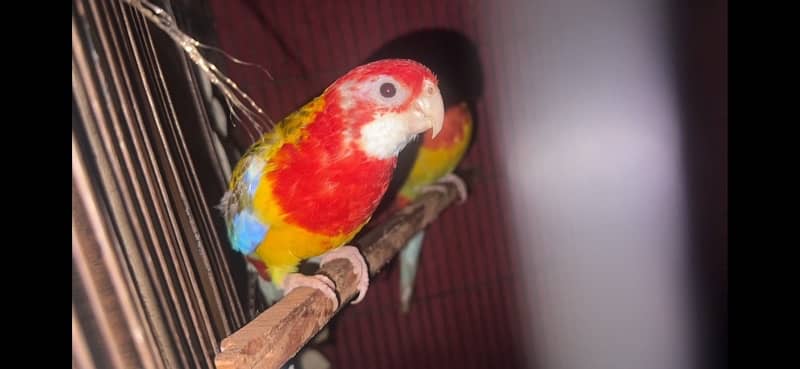 Rosella for sale 5