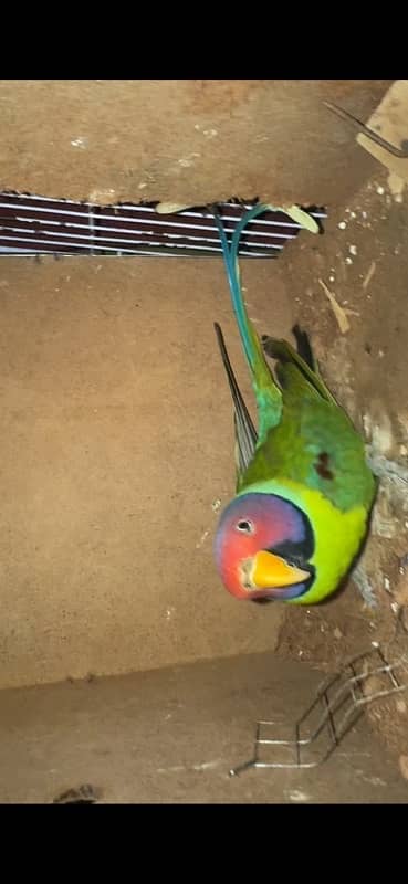 Rosella for sale 6