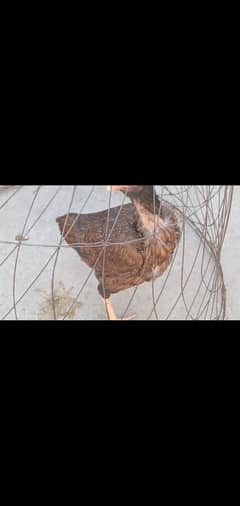 Breeder Aseel hen for sale in very reasonable price