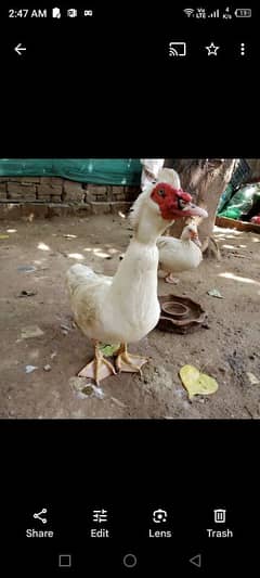 Muscovy ducks