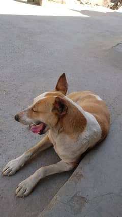 bull terrier