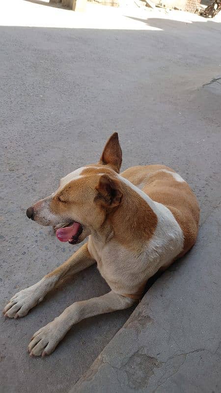 bull terrier 0