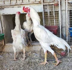 German white oh shamo chiks (high quality)