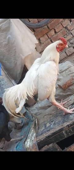 paper white hirra male/03258291855