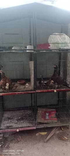 I'm selling with hens because I have no time to take care of them