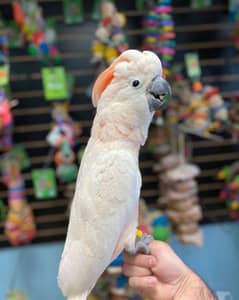 Moluccan Umbrella Tritron Cockatoo