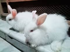 Rabbits