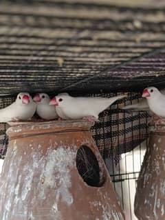 white java breeders pair