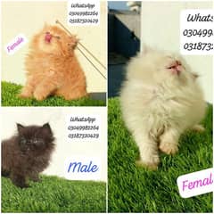 Pure Persian Semi punch Colourful male female CFA piki/peke bloodline