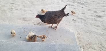 Desi Hen with 9 chicks