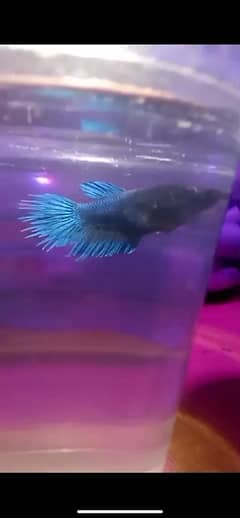 Betta crowntail female for sale