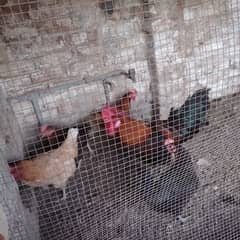 Hens