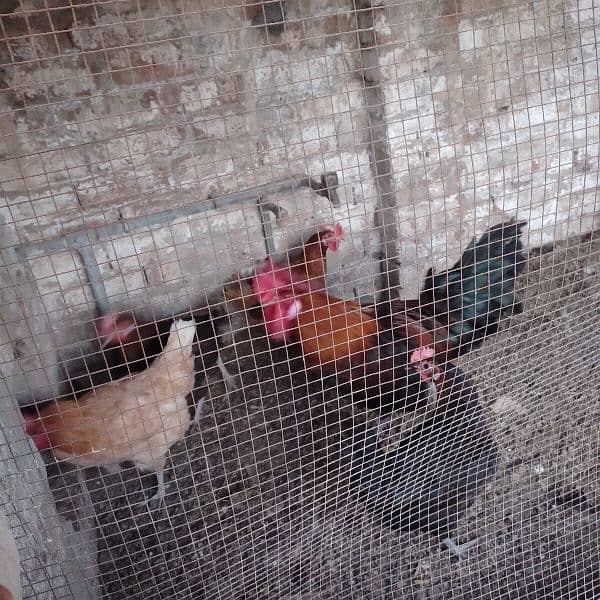 Hens For sale 0