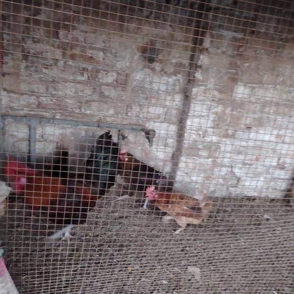 Hens For sale 1