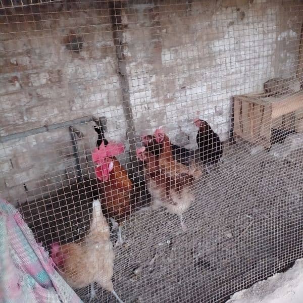 Hens For sale 2