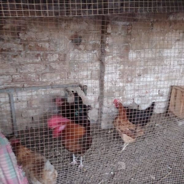 Hens For sale 3