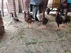 Beautiful hens available