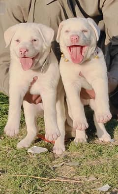 Pure Bully Gullter 2 Male for Sale Age 2 Month Only Have Been