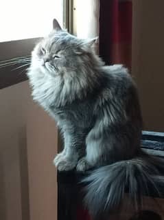 Persian cat for sale