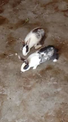 rabbit pair 03224186572