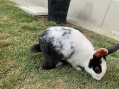 Tamed Young Dutch Male Rabbit/Bunny