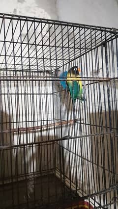 ready to breed pair sale parbelu male and black mask female