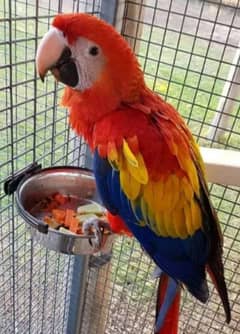 red macaw parrot chicks for sale 0330/7595/248