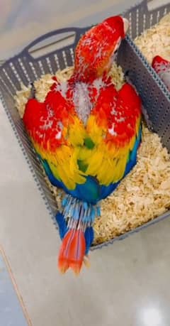 red macaw parrot chicks for sale Whatsapp number