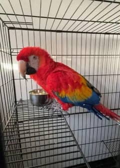 red macaw parrot chicks for sale whatsApp number0330*7595*248. .