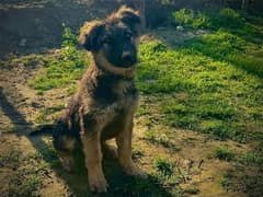 belguim shepard male puppy