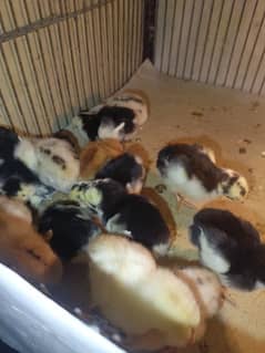 heera crass aseel chicks for sell