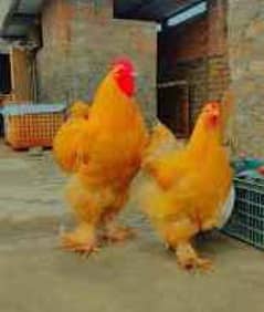 Golden heavy buff chicks are available for sale