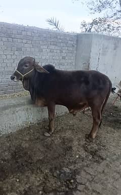 Cholistani Bull Age 21 Months For sale