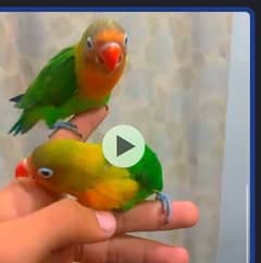 love birds hand tame