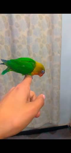 love birds hand tame