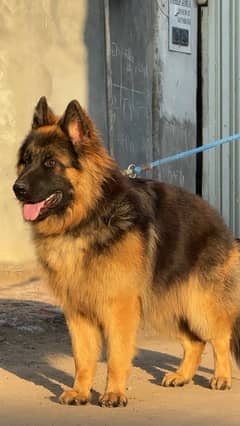 German Shepherd Male Pedigree